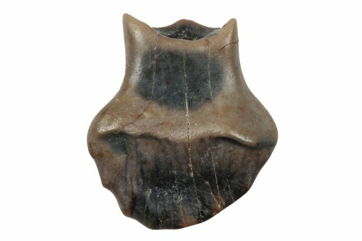 Fossil Nodosaur Tooth - Judith River Formation #260317